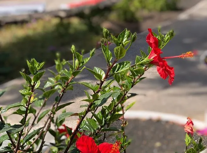 Апартаменты Miramar *