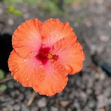 Apartament Miramar *